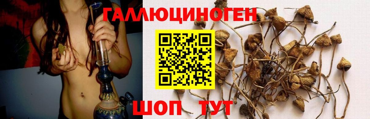 Галлюциногенные грибы Psilocybine cubensis Кировск